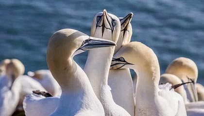 开云官方网页登录-美国反曲弓女队在世界大学生射箭锦标赛中获得银牌，反曲弓世界纪录