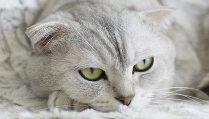 KAIYUNAPP-职业联赛多支队伍经营难以为继，职业联赛的意义