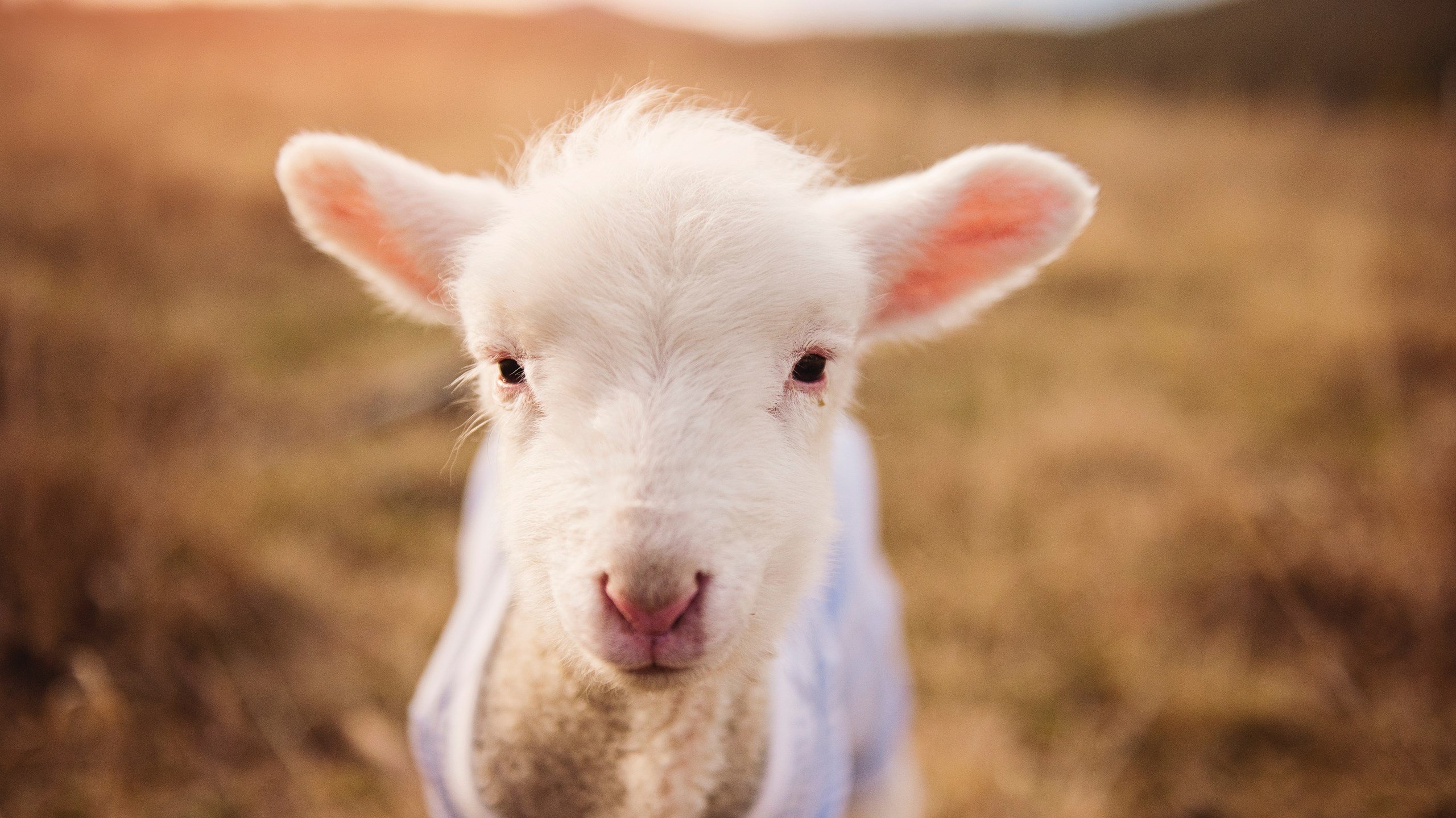 2019年总决赛第六场:勇士在主场迎战热火,库里在关键第四节连续投中两记三分,带队成功逆转,夺得队史第四个总冠军。