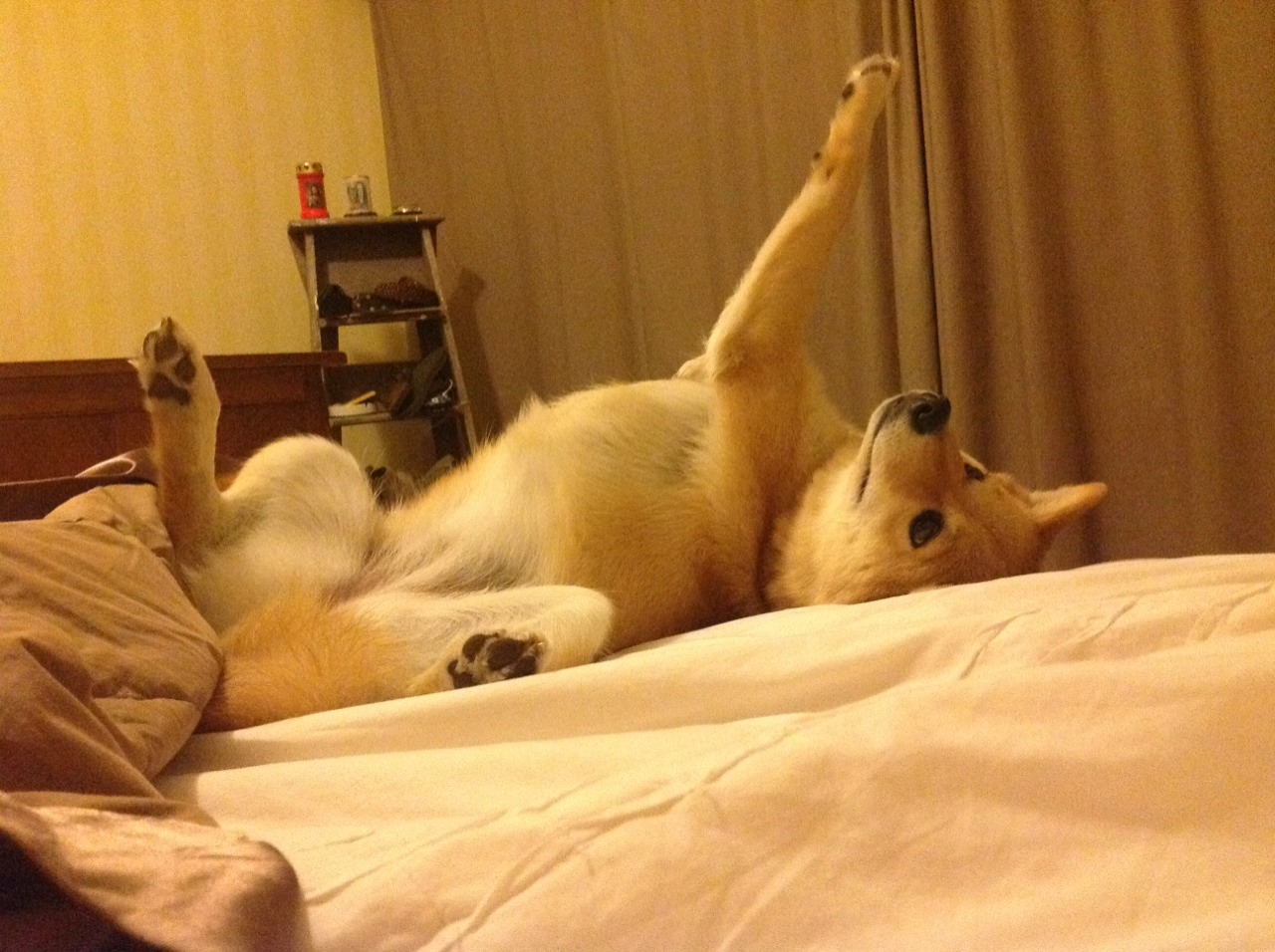 开云体育-_智跑App：科技助力全民跑步_，智跑科技包