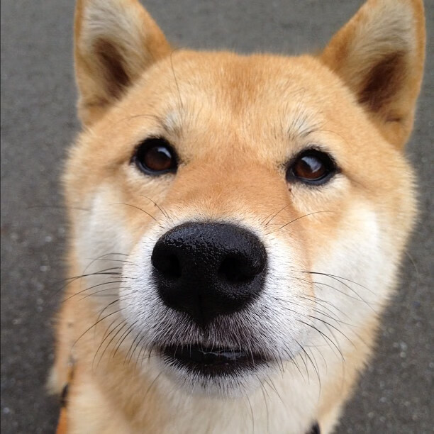 开云官网-【Judge火力全开】洋基队史新高纪录引热议，洋基队历史