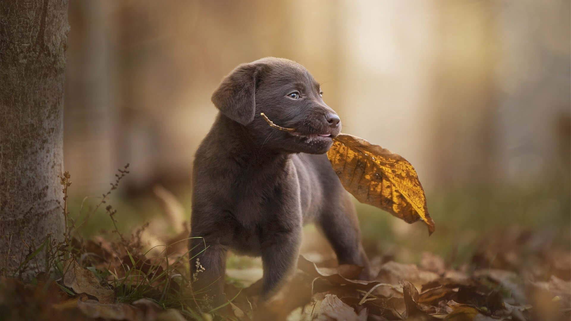 再创辉煌:奥运会五金得主归来,奥运五金是什么意思