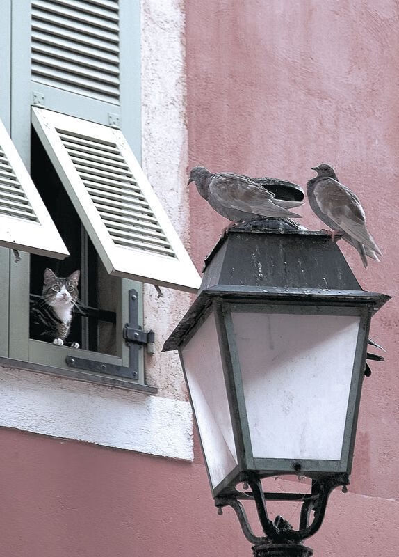 kaiyun登录入口-篮球青训教练员国际交流项目启动，篮球青训师资格证好考么