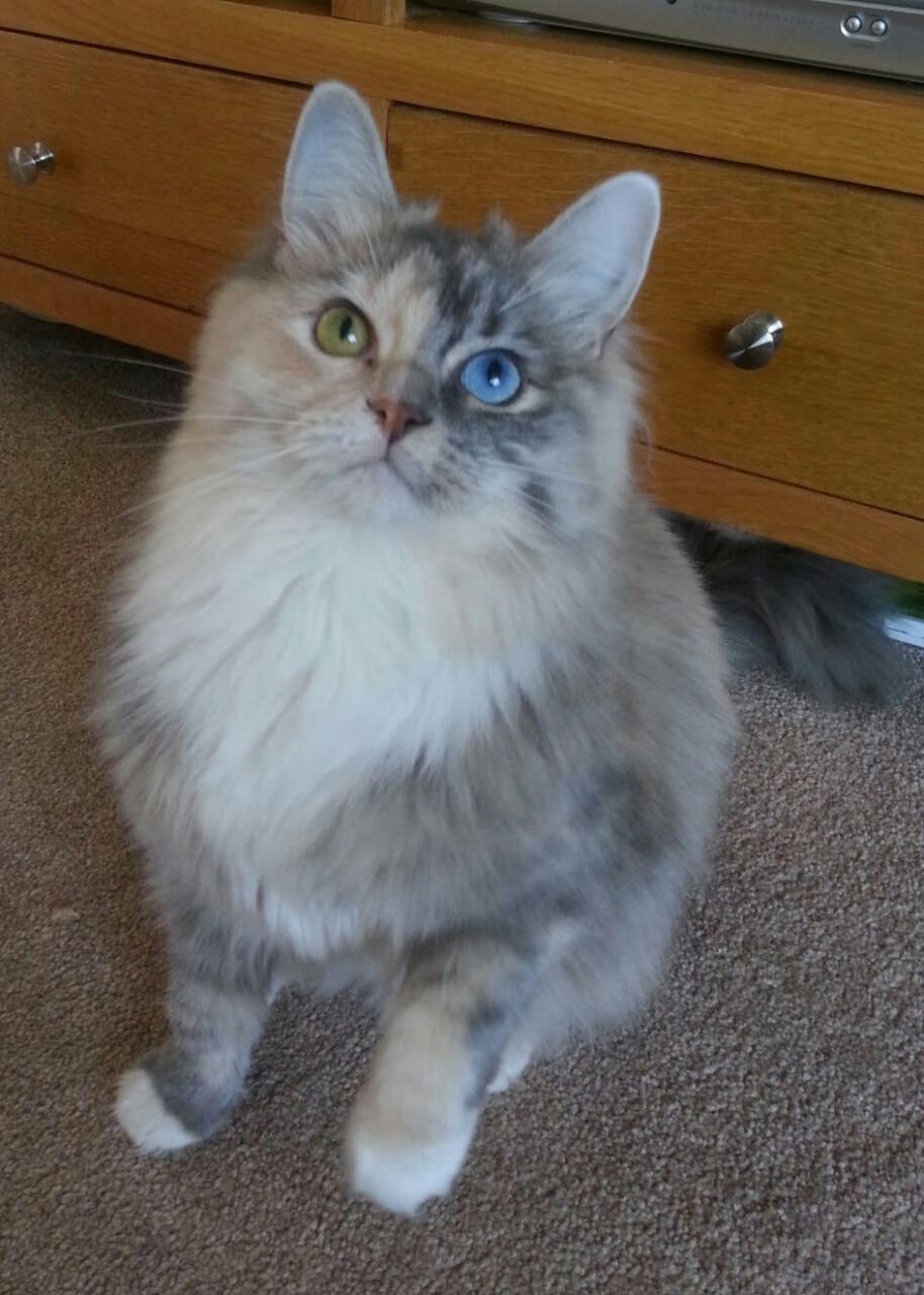 Kaiyun官方登录入口-迈凯轮宣布新技术研发计划，追赶领先者，迈凯轮全新