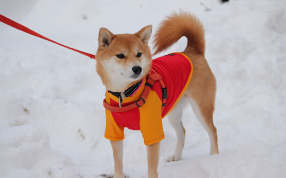 开云官方网站-乌克兰队逆袭成功！波兰队惨遭淘汰，乌克兰vs波兰首发
