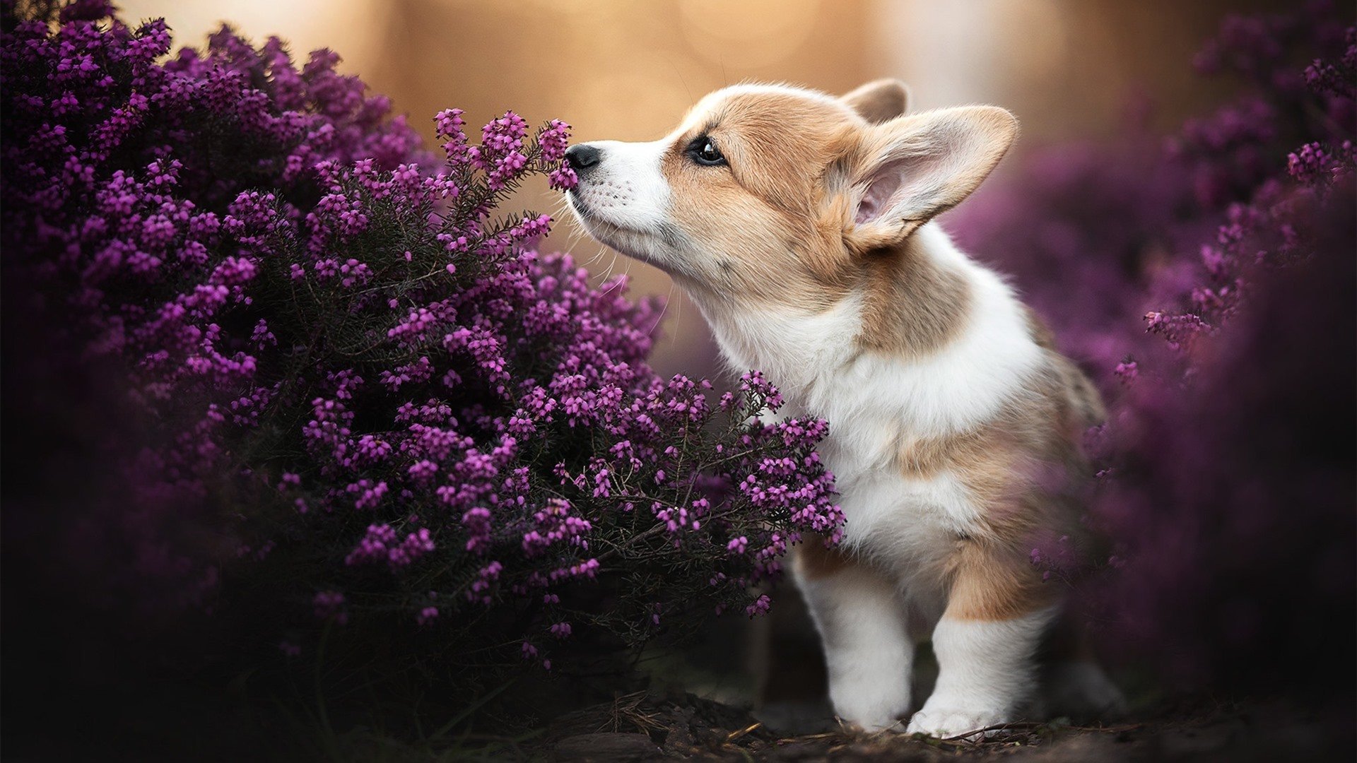 kaiyun.com-快船队核心球员竞技状态巅峰，快船队厉害的球员