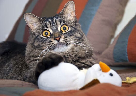 开云网站-意大利大胜瑞士，成功锁定欧锦赛强资格，意大利跟瑞士的比赛