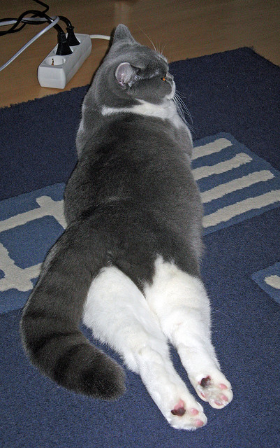 kaiyun登录入口-波斯尼亚和黑山险胜，欧洲杯晋级途径坚定，波斯尼亚和波黑是一个国家吗