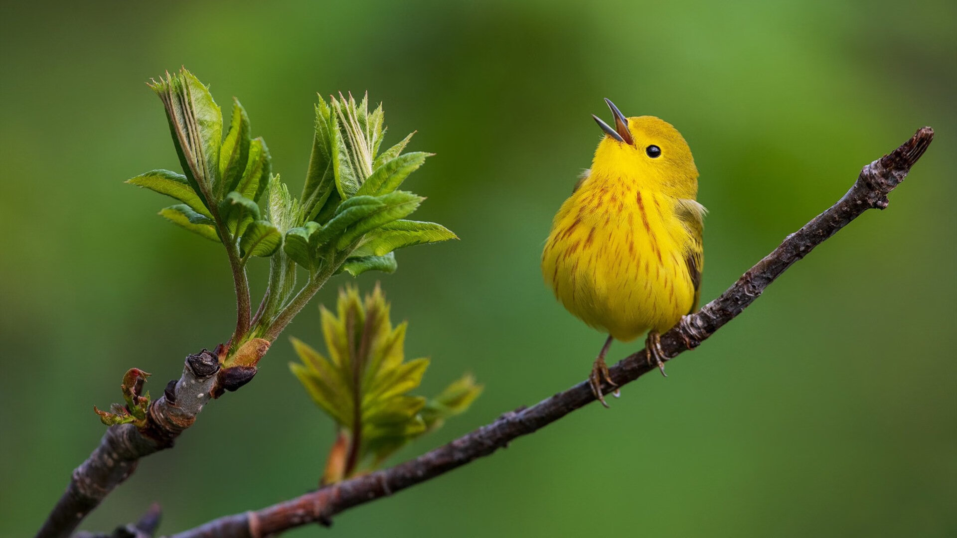 深圳马可波罗 教练战术布局引热议,深圳马可波罗教练是谁