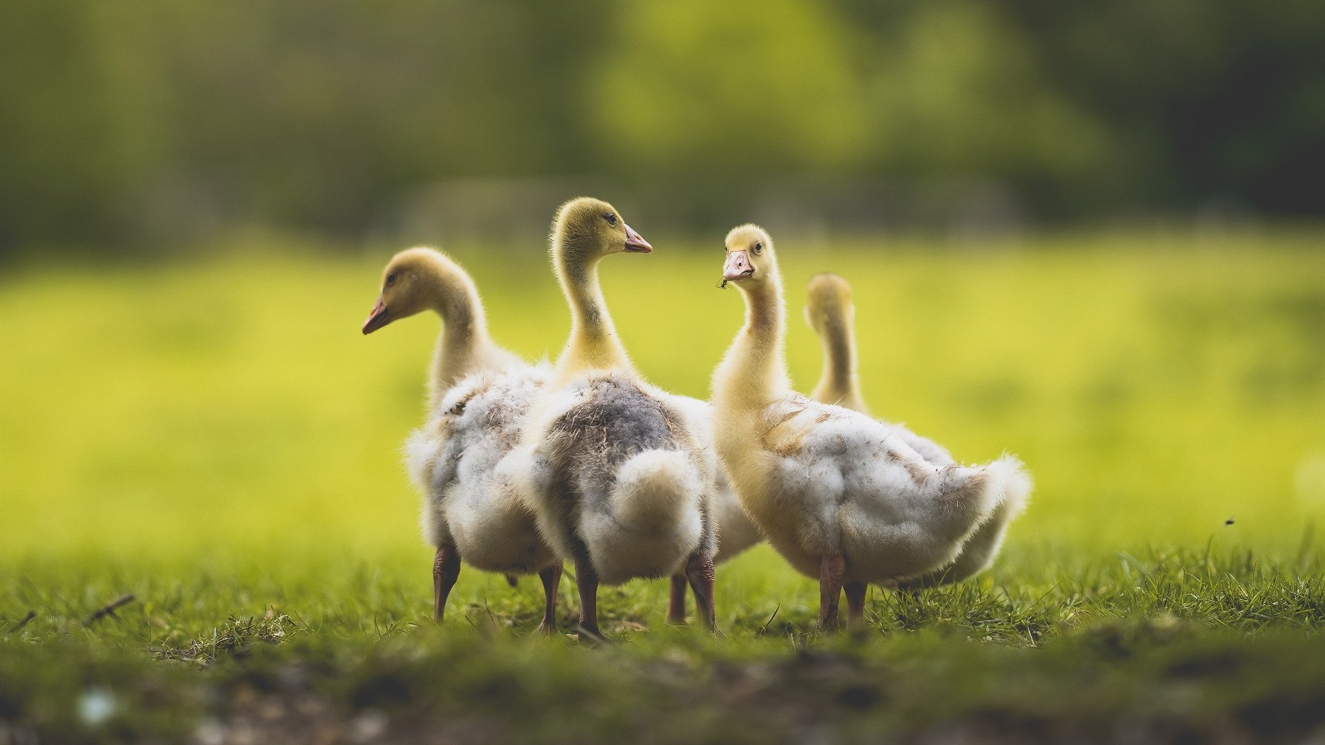 社区挑战赛吸引数百万玩家参与，招募在社区大赛中评选