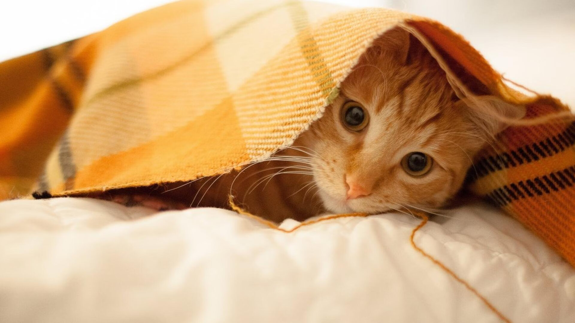 辽宁队再获胜利，强势冲刺季后赛，辽宁队2021年赛程