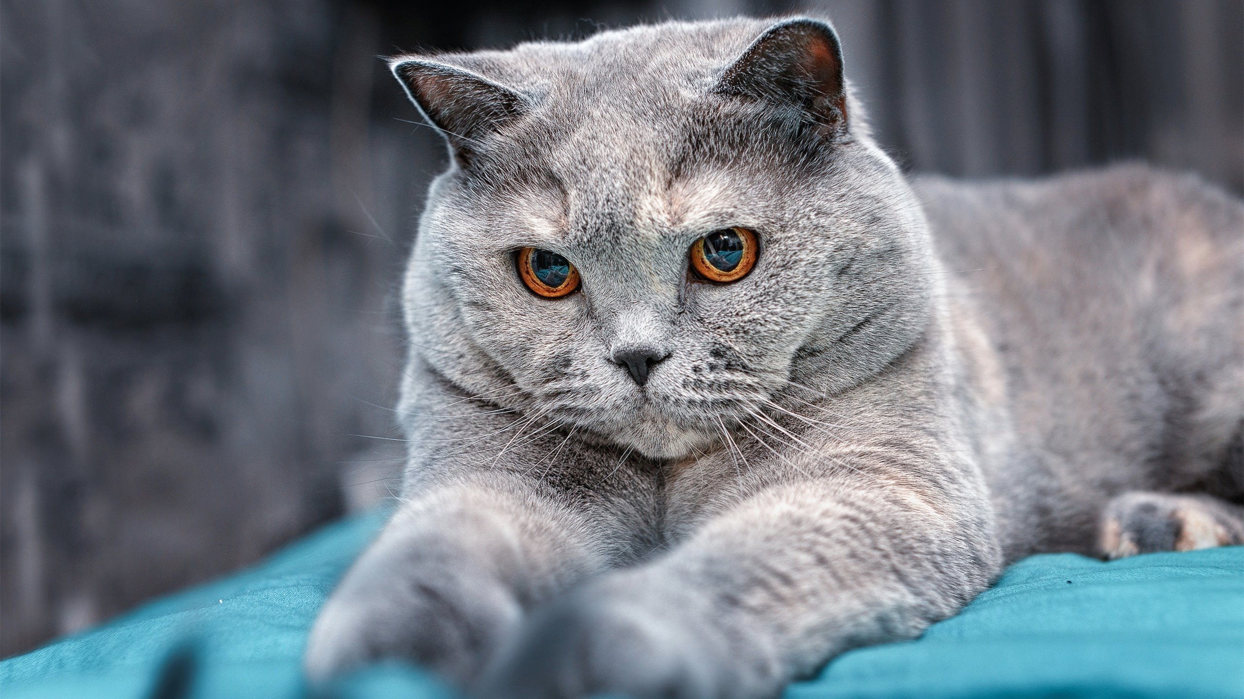 中超联赛积分走势可视化分析,中超积分榜规则