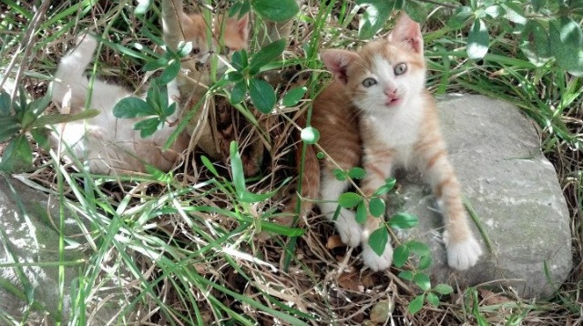 中国三人篮球女队提升比赛节奏变化能力，中国三人篮球女篮有谁