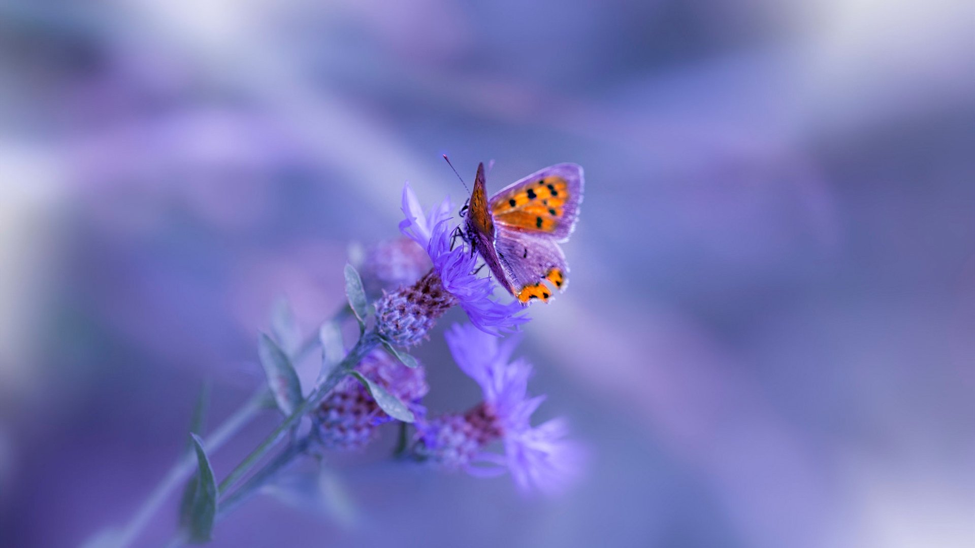 开云网页版登录入口-中国足球联赛制定青训成果考核激励制度，中国足协青训大纲精神解读