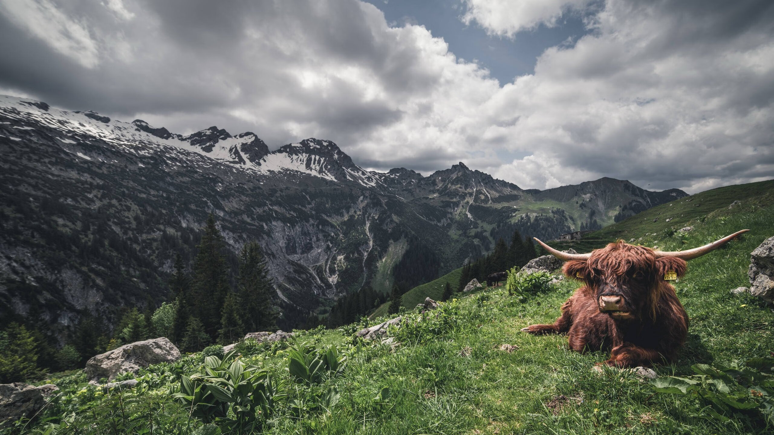 国内外专家齐聚篮球发展论坛探讨行业前沿趋势与挑战，篮球运动国外研究现状
