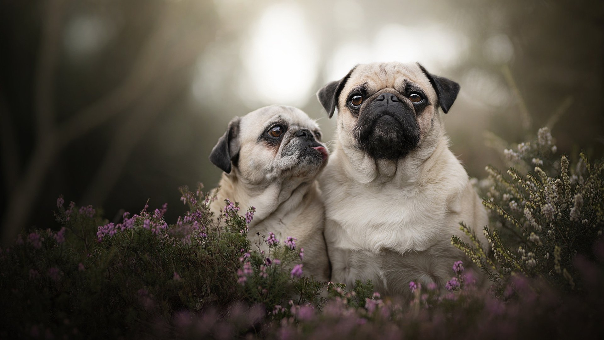 KAIYUNAPP-孙颖莎登顶积分榜乒乓球团体赛，孙颖莎乒乓球比赛录像